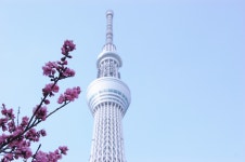 [Tokyo] Tokyo City, Meiji Shrine & Tokyo Skytree Bus Tour with Cruise Experience and Tobu Railway Nikko Area Pass (4 Days)... 