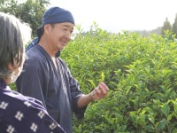[Shizuoka] SHIZUOKA Private Tea Farm Katsumata Tea - LIVE JAPAN