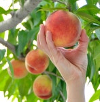 [도쿄] 군마 라벤터 공원 & 복숭아 따기 & 사노 아울렛 투어 (도쿄 출발) - LIVE JAPAN (일본여행정보사이트) [도쿄] 군마 라벤터 공원... 