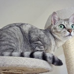ねこほう Instagram 채널 분석 보고서 - NoxInfluencer