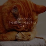 Tunes for a Healthy Head For Cats by Cat Music Dreams on TIDAL Cat Music Dreams - Tunes for a Healthy Head For Cats