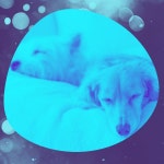 Bossa Saxophone - Ambiance for Relaxing Your Dog by Relax My Dog Music on TIDAL Relax My Dog Music - Bossa Saxophone - Ambiance... 