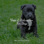 Gorgeous Sounds of Nature For Dogs by Jazz Music for Dogs on TIDAL Jazz Music for Dogs - Gorgeous Sounds of Nature For Dogs