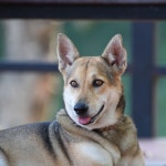 Funky Backdrops for Dogs and Walk by Puppy Music on TIDAL Puppy Music - Funky Backdrops for Dogs and Walk