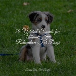 Sleep: Dream into Musical Piano Pieces Vol. 1 by Sleeping Music For Dogs on TIDAL Sleeping Music For Dogs - Sleep: Dream into... 