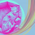Dream Like - Calming Your Cat by Cat Music Therapy on TIDAL Cat Music Therapy - Dream Like - Calming Your Cat