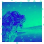 (Bossa Nova) Music for Calming Dogs by Relax My Dog Music on TIDAL Relax My Dog Music - (Bossa Nova) Music for Calming Dogs