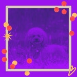 Bossa Saxophone - Ambiance for Doggy Stress by Relax My Dog Music on TIDAL Relax My Dog Music - Bossa Saxophone - Ambiance for... 