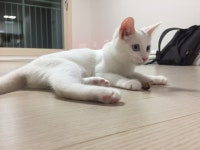 우리집고양이 별이 - 폰카갤러리 - 알고사