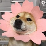 세상 귀여운 해바라기 - 자유갤러리 - 알고사