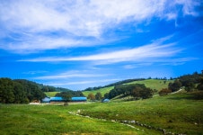 대관령 양떼목장 - 자유갤러리 - 알고사