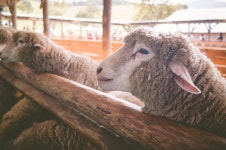 대관령 양떼목장 - 자유갤러리 - 알고사