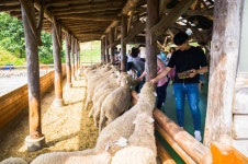 대관령 양떼목장 - 자유갤러리 - 알고사