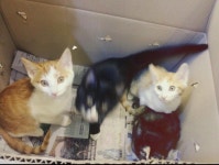 한 초등학생이 동물병원에 놓고 간 4마리의 고양이와 편지.jpg - 유머/감동 - 알고사