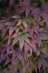 	RHS advice & tips on garden & indoor plants | Plant finder & selector / RHS Gardening