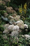 Angelica sylvestris|wild angelica/RHS Gardening Angelica sylvestris | wild angelica Herbaceous Perennial/RHS Gardening