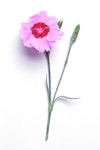 	Dianthus [Sweetness] (mixed) (p) | pink [Sweetness Mixed]/RHS Gardening Dianthus [Sweetness] (mixed) (p) | pink [Sweetness... 