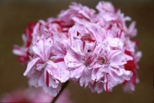 	Pelargonium Rookley (St/d) | pelargonium Rookley/RHS Gardening Pelargonium Rookley (St/d) | pelargonium Rookley/RHS... 