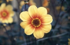 	RHS advice & tips on garden & indoor plants | Plant finder & selector / RHS Gardening
