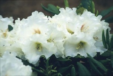 	Rhododendron Lady Romsey | rhododendron Lady Romsey/RHS Gardening Rhododendron Lady Romsey | rhododendron Lady Romsey... 