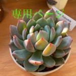 しくお ZOTAC GeForce RTX3070 Twin Edge　②の通販 by bese｜ラクマ Ⓞをしますが - www.clovercooler.com