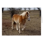 Haflinger | Zazzle