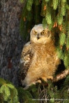 Eurasian Eagle-Owl, by Karel Ženíšek on 500px | 경북 구미시 옥성면 태봉리 | Pinterest 경북 구미시 옥성면 태봉리