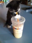 33 Signs That Coffee Owns You | 새끼 고양이, 커피 및 사랑스러운 새끼 고양이 33 Signs That Coffee Owns You