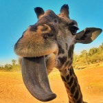 October 08, 2014  Happy Hump Day with @yoremahm! #giraffe #goprooftheday | GoPro Of The Day | Pinterest | 기린 및 행복한 GoPro... 