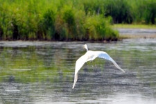 EPA Adds Smaller Waterways, Wetlands to Federal Supervision - WSJ EPA Adds Smaller Waterways, Wetlands to Federal Supervision