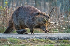 Hard Working’ Beaver Stops Traffic While Trying to Drag a Huge Branch Across the Road - AOL Hard Working’ Beaver Stops... 