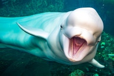 Zoo Interns Boyfriend Proposes In Front of Her Beluga Charge, and the Whale Loves It
