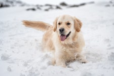 Watch a Young Boys Adorable Request for His Neighbors Dog to Play in the Snow