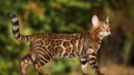 70 Bengal Cats Rescued from UK Home Exposes ‘Backyard Breeding’ Crisis