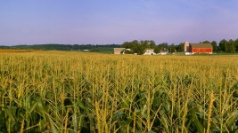 ‘A huge blow’: USDA cuts threaten to throw Wisconsin’s local food supply into disarray