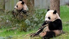 Why is China taking back its giant pandas from the U.S., other countries?