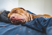 Narcoleptic Shelter Dog’s Thrill over Chicken Ends with Cutest Impromptu Siesta