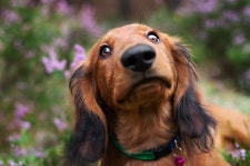 Dachshunds Happiness Over Totos Return in Wizard of Oz Is As Pure As It Gets