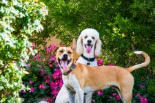 7 Best Dog Breeds for People Who Enjoy Gardening, According to Vets