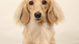 Mini Dachshund Bravely Tries Cucumber Like She’s Facing a Personal Fear