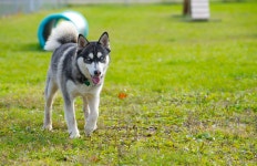 This Husky Saved His Moms Home by Digging a Hole, Discovering Gas Leak