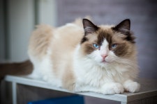 Ragdoll Cat Declares Sunrise by Bothering the Whole Family, Including the Plants