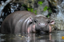 Internets Favorite Baby Hippo Just Learned an Impressive New Skill