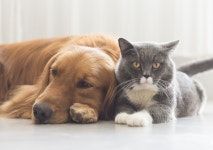 Woman Perfectly Demonstrates How to Tell a Cat Has Been ‘Raised’ by a Dog