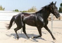 Stunning Friesian Horses Naughty Antics Are Impossible for Anyone to Resist