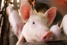 Formerly Neglected Rescue Pig Patiently Waits Each Day to See Human Baby Bestie