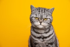 Grouchy Cat’s Reaction to Waking up From a Nap Is So Relatable