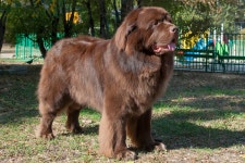 Giant Newfoundland Looks Just Like a Fluffy Brown Bear During Grooming Session and Its Irresistible