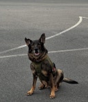 ‘Good boy alert’: K-9 helps find woman with dementia who wandered into snowy woods