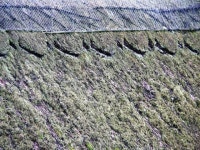Thatch, Ley Arms, Kenn © Tom Jolliffe cc-by-sa/2.0 :: Geograph Britain and Ireland Thatch, Ley Arms, Kenn &copy; Tom Jolliffe cc... 